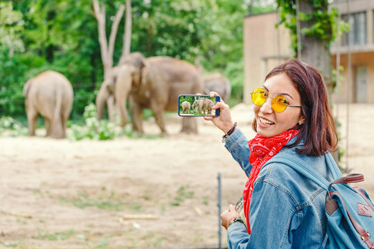 Woman watching at elephant family feeding in the zoo and making photos on her smartphone