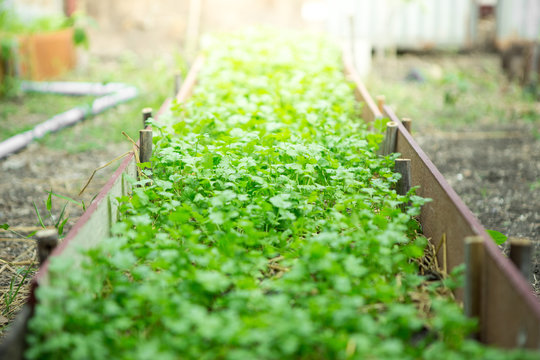 Coriander In Vegetable Plot