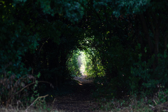 Dark and mist path with bushes and trees like a tunnel light at the end