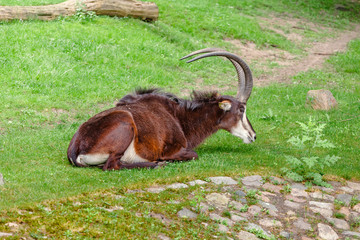 Sable antelope or Hippotragus niger resting on a green meadow in Zoo