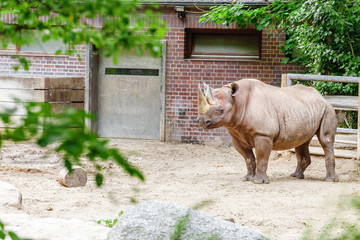 Obraz premium zagrożony wyginięciem czarny nosorożec w zoo