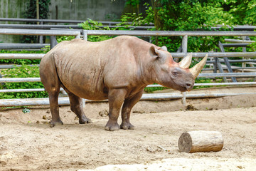Obraz premium endangered black rhinoceros in Zoo
