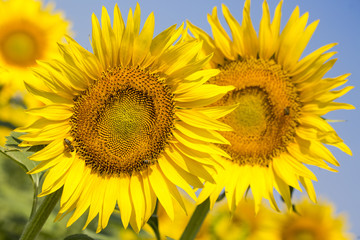 Fototapeta premium Sunflower field