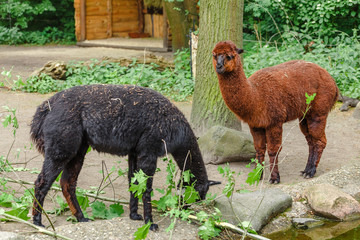 Two Llama grazing at feeding time in Zoo