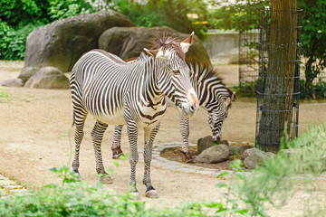 Fototapeta na wymiar Two zebras in the Zoo