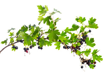 Berries black currant with green leaf. Fresh fruit, isolated on white background.