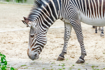 Fototapeta na wymiar One zebra is grazing in the savannah, safari in the zoo
