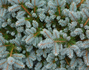 Young decorative blue spruce tree branches with needles as natural textured background.