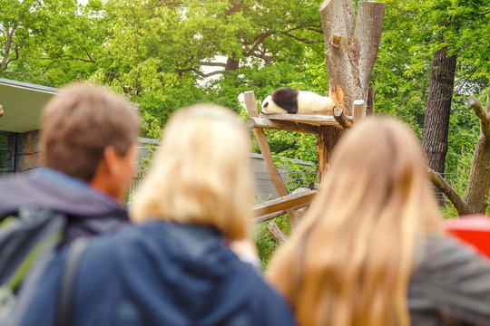 Fototapeta People visitors at the zoo are watching a giant panda lying asleep on a tree