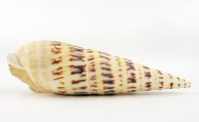 Coquillage blanc et marron, en forme de spirale allongée sur fond blanc