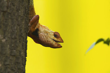 Garden Lizard, Tadoba Tiger Reserve, Maharashtra, India