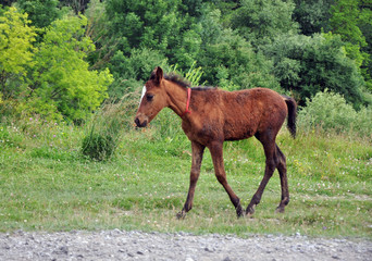 On the side of the road runs a young horse