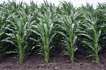 In the field ripens grain corn