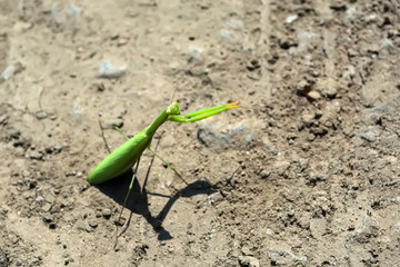mantis crawling on a dirt road in the midday sun