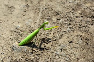 mantis crawling on a dirt road in the midday sun