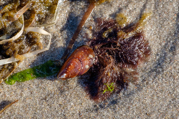 Strandgut: Muschel mit Seepocken (Balanidae)