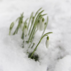 Snowdrops in snow