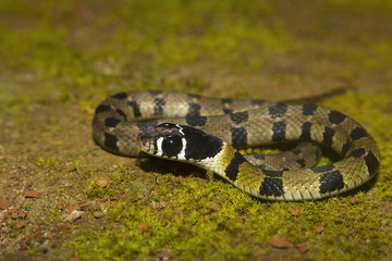 Hill Keelback, Amphiesma monticola, Sharavathi Wildlife Sanctuary, Karnataka, India