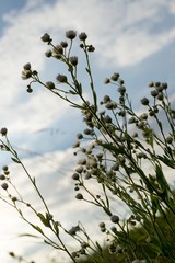 Meadow flowers. Slovakia