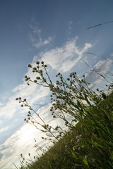 Meadow flowers. Slovakia