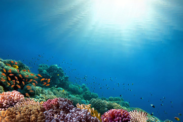 Obraz premium Tło podwodne rafa koralowa
