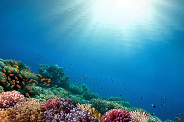 Foto op Canvas Onderwater koraalrif achtergrond © vlad61_61