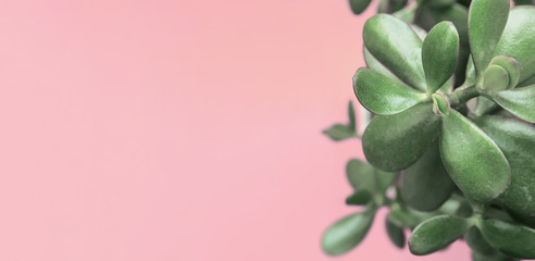 Fototapeta na wymiar Jade Plant Money Tree in White Pot on Trendy Cold Pink Bright Background. Urban Jungles Interior Decoration House plants Concept. High Resolution Long Banner Poster with copy space