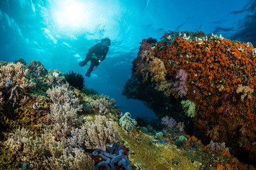 Fototapeta na wymiar woman diver underwater over a colorful tropical reef with sea fan, coral and sponge in Rajat Ampat, Indonesia