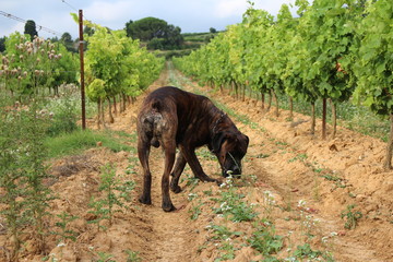 chien dans la vigne cane corso