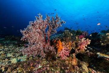 Plakat sea fan or gorgonian on the slope of a coral reef with visible water surface and fish and woman diver