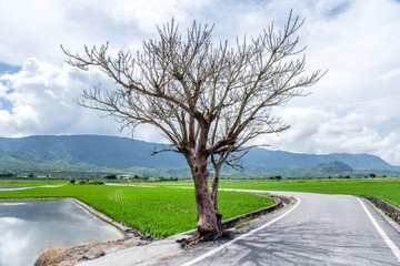 Fototapeta premium Jolin Tsai tree at Brown Avenue with beautiful paddy field, Chishang, Taitung, Taiwan.