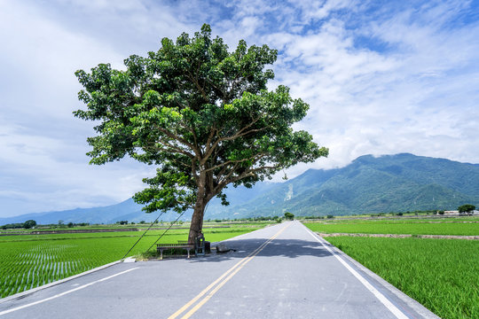 Takeshi Kaneshiro tree at Brown Avenue with beautiful paddy field, Chishang, Taitung, Taiwan