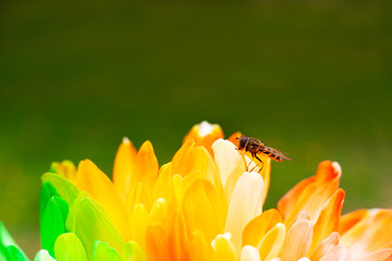 Bee on a multi-colored chrysanthemum. Macro. Bee on a blossoming flower. Spring and summer chrysanthemum and insect.