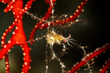 undetermined decorator crab in a red gorgonian - obrazy, fototapety, plakaty