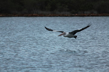 Fototapeta na wymiar Pelican flying and relaxing at Lakes Entrance
