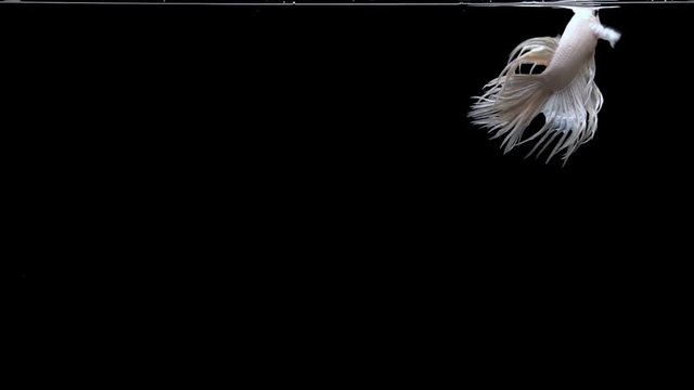 The Siamese fighting fish (Betta splendens), commonly known as the betta, is a popular fish in the aquarium trade. Bettas are a member of the gourami family and are known to be highly territorial.