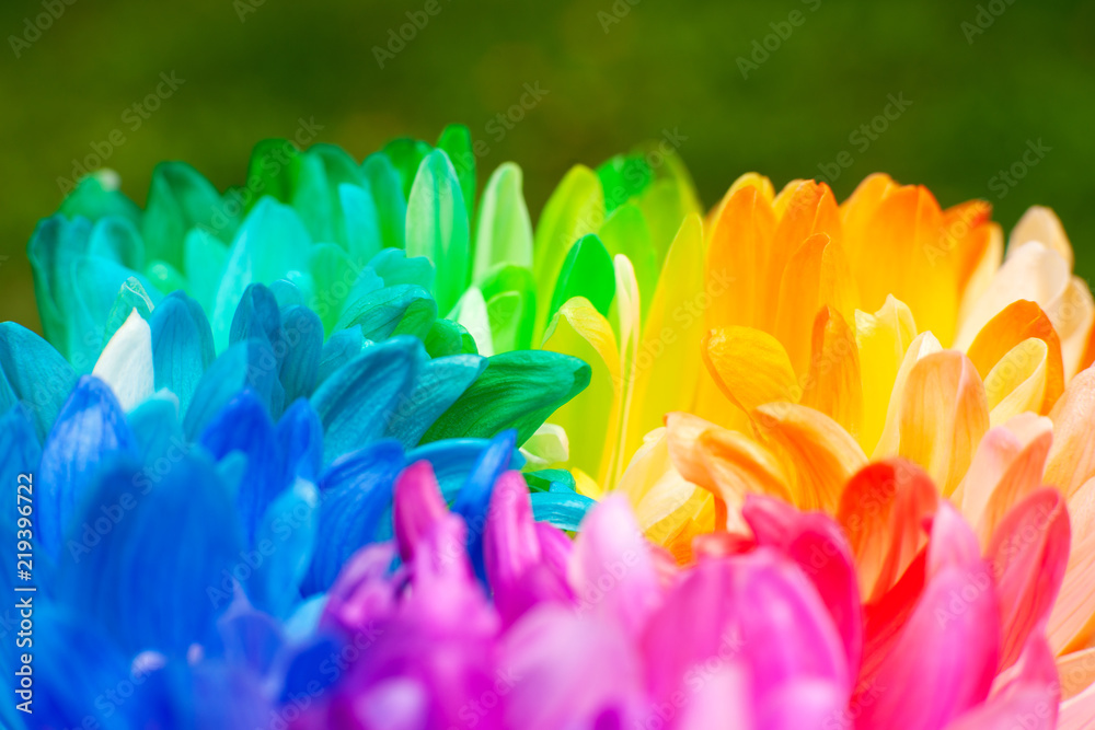 Wall mural blooming multicolored chrysanthemum. macro. colorful chrysanthemum flower on a green background. flo