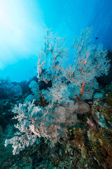 Naklejka na ściany i meble sea fan or gorgonian on the slope of a coral reef with visible water surface and fish and woman diver