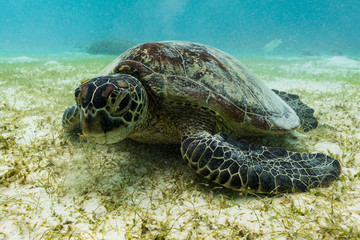 Obraz premium Hawksbill sea turtle feeding on sea weed grass in shallow water