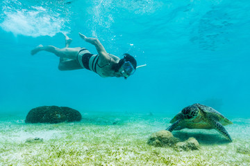 Hawksbill sea turtle feeding on sea weed grass in shallow water with a woman diver