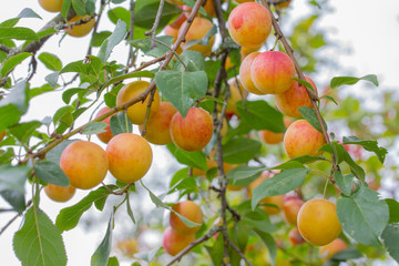 Tasty and useful berries, plum, they are acidic on the inside and browned on the outside