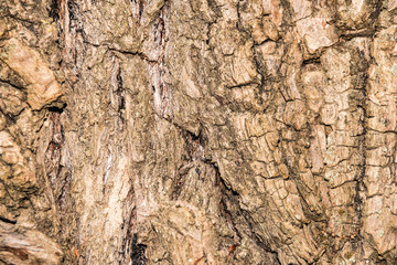 Rough brown tree bark texture. 