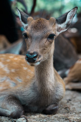 Deers in Nara