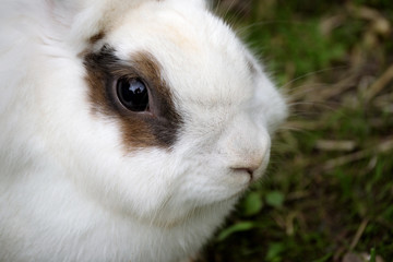 7 599 Lapin Wall Murals Canvas Prints Stickers Wallsheaven