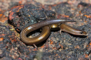 Obraz premium Lined Supple Skink, Lygosoma lineata, Satara, Maharashtra, India