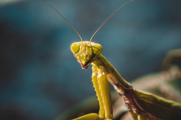 Green mantid