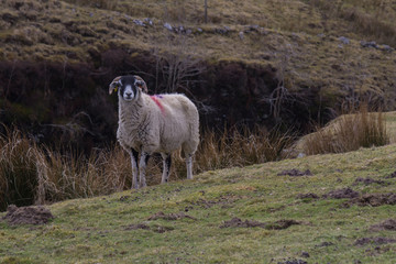Swaledale ewe on moorland