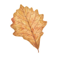 Watercolor autumn leaf isolated on white background