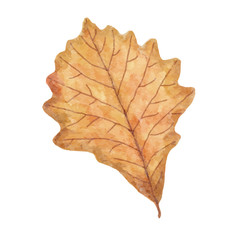 Fototapeta premium Watercolor autumn leaf isolated on white background
