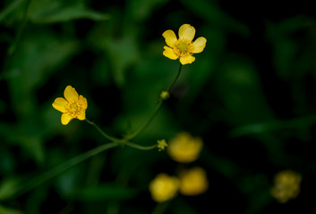 	ウマノアシガタ